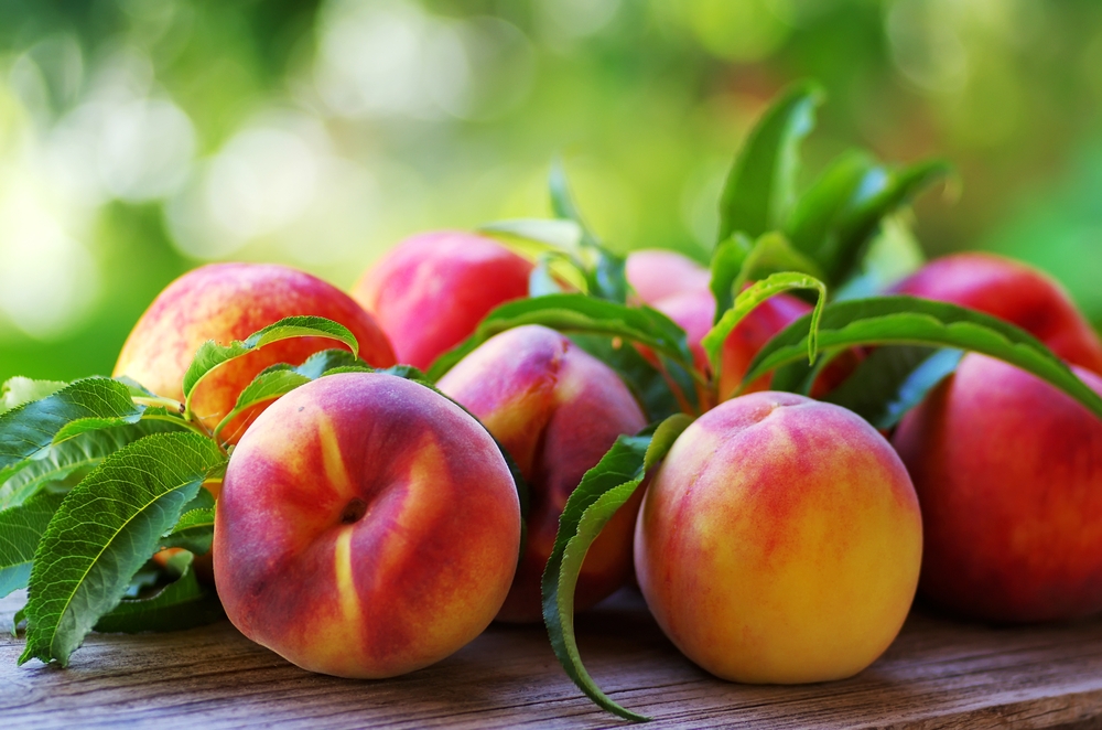 Mule temperature See through Misija įmanoma: abrikosai, persikai ir nektarinai lietuviškuose soduose